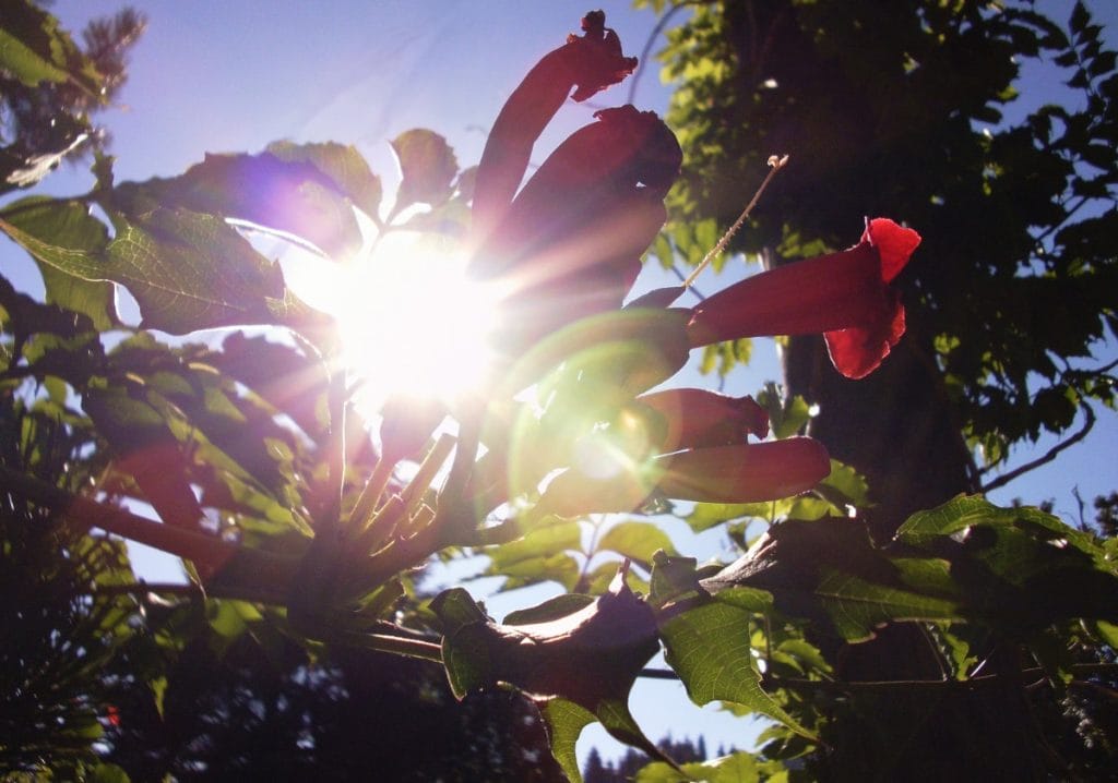 Place garnet in the sunlight.